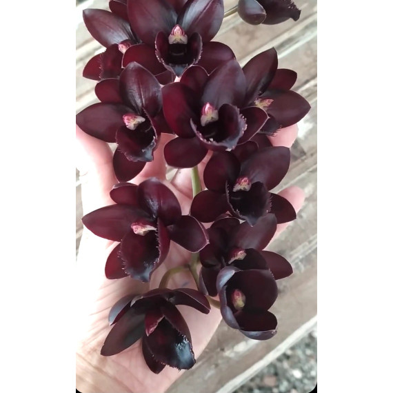 Fredclarckeara After Dark - Haste Floral