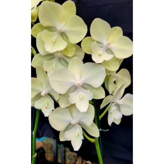 Phalaenopsis Gc Reyoung Sara - Haste Floral