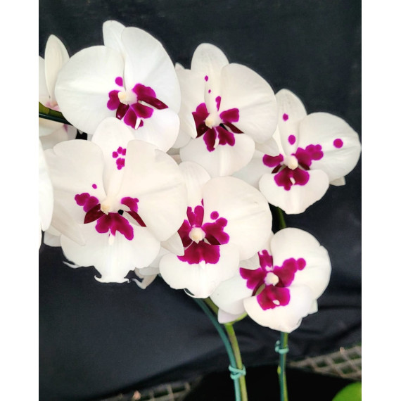 Phalaenopsis Fairy Wings - Haste Floral