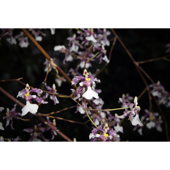 Oncidium Incurvum - Haste Floral
