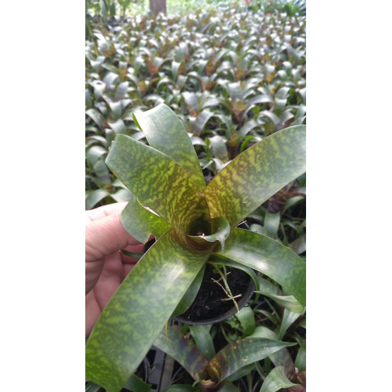 Vriesea Fosteriana