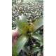Vriesea Fosteriana