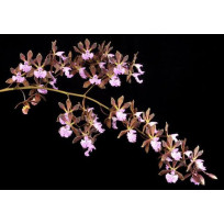 Encyclia Phoenicea no Sanção  - AD