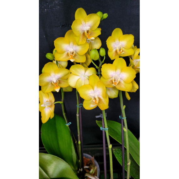 Phalaenopsis Golden Treasure - Com 2 Hastes Florais (Perfumada)