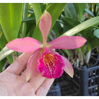 Lc. Golden Tang - (AD)