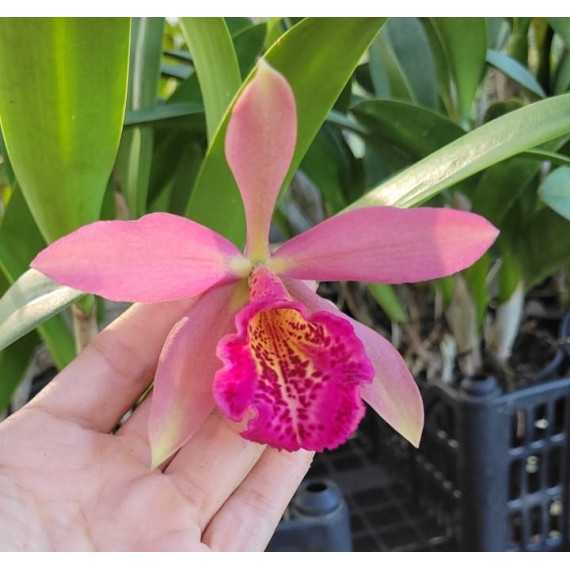 Lc. Golden Tang - (AD)