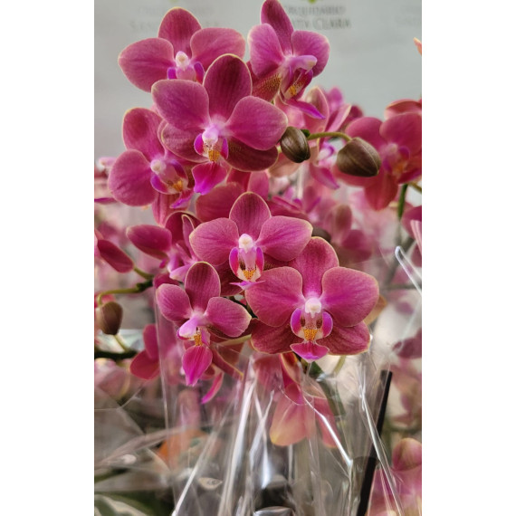 Phalaenopsis Secret Fragance (PERFUMADA) - AD