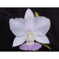 Cattleya Walkeriana  A15 x  Helena - AD