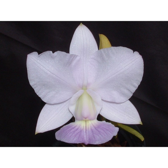 Cattleya Walkeriana  A15 x  Helena - AD