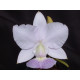 Cattleya Walkeriana  A15 x  Helena - AD