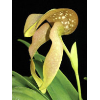 Bulbophyllum Bufordiense ( no cachepo ) - AD