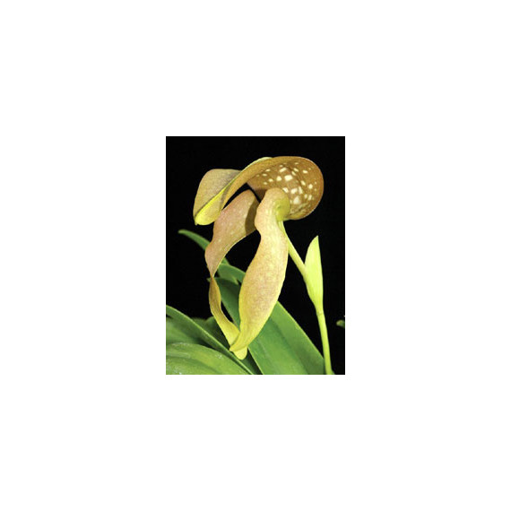 Bulbophyllum Bufordiense - AD