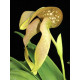 Bulbophyllum Bufordiense ( no cachepo ) - AD