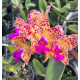 Cattleya Amethystoglossa Aurea Vassoural -  NBS