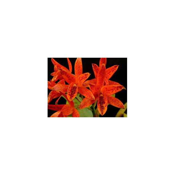Cattleya Aurantiaca Mishima Spots x Volcano Trick -  AD