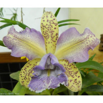 Cattleya Dipozzi Tiziano x  Self - Ad