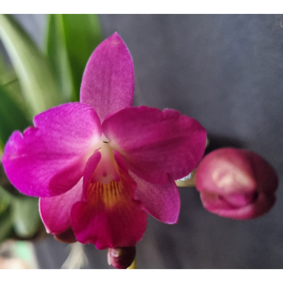 Brassavola Nodosa x C. Dennis Kone - NO CACHEPÔ