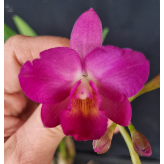 Brassavola Nodosa x C. Dennis Kone - NO CACHEPÔ