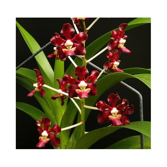 Vanda Merrillii Spots - AD