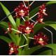 Vanda Merrillii Spots - AD