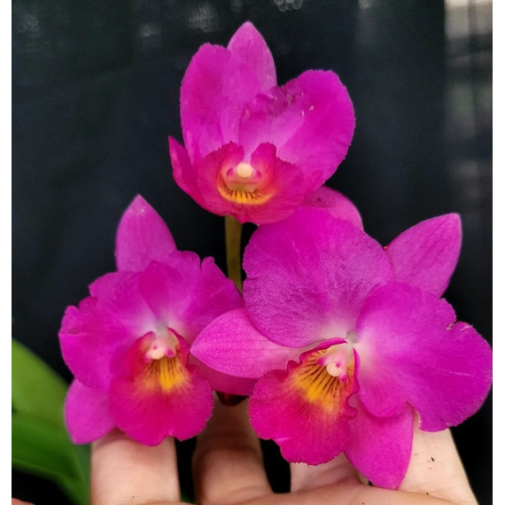 Brassavola Nodosa x C. Dennis Kone - NO CACHEPÔ