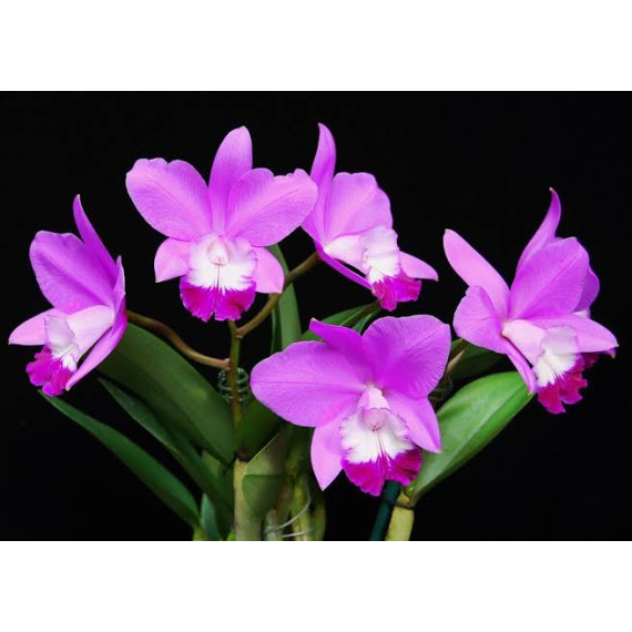 Lc. Exotic Smile "Spring Sensation" + Toco de...