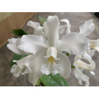 Cattleya Amethystoglossa Alba - Muda Bem formada
