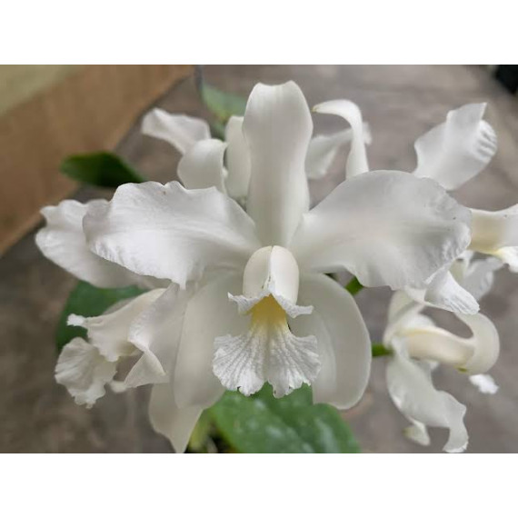 Cattleya Amethystoglossa Alba - Muda Bem formada