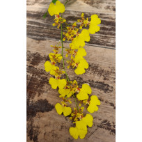 Oncidium Sweet Sugar  - AD
