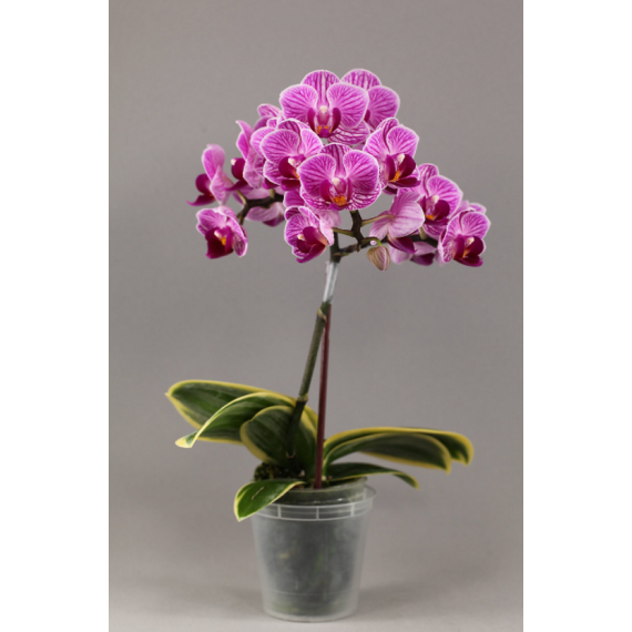 Phalaenopsis Sogo Vivien "VARIEGATA" - INICIANDO HASTE