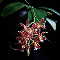 Phalaenopsis Almanis - AD