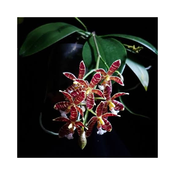 Phalaenopsis Almanis (Com Haste Floral)