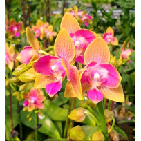 Phalaenopsis Miki Golden Sand Mouse Pelorica (COM HASTE)