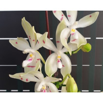 Phalaenopsis Tetrapis Fire - Haste Floral