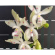 Phalaenopsis Tetrapis Fire - Haste Floral