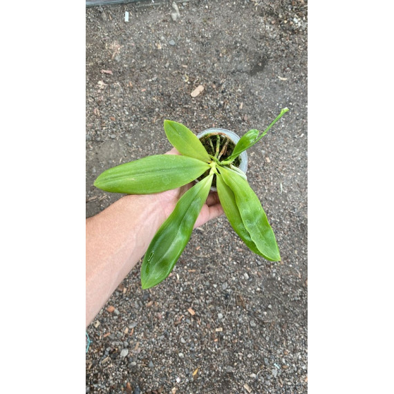 Phalaenopsis Tetrapis Fire - Haste Floral
