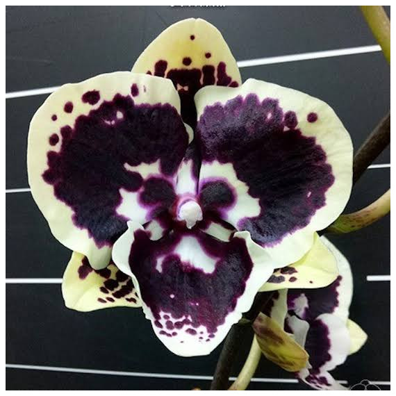 Phalaenopsis Miki Brown Bear (INICIANDO HASTE)