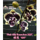 Phalaenopsis Miki Brown Bear - AD