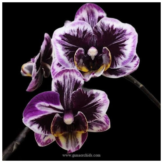 Phalaenopsis Miki Black Angel 364 - AD