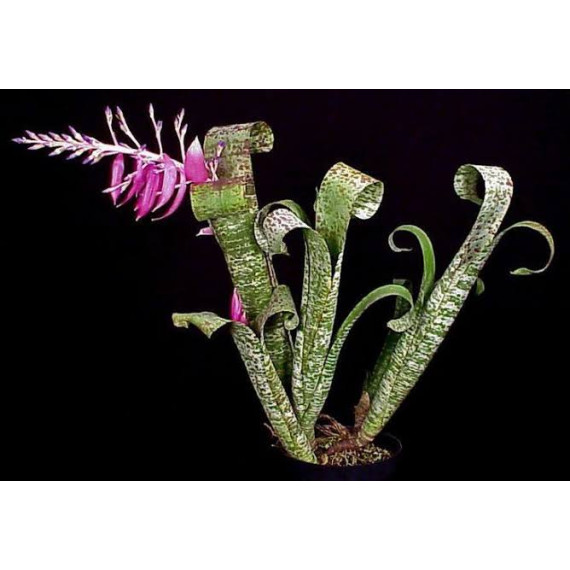 Quesnelia Marmorata