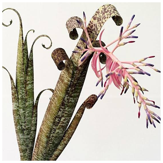 Quesnelia Marmorata