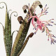 Quesnelia Marmorata