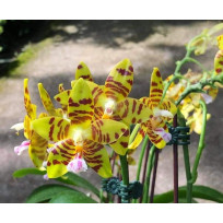 Phalaenopsis Aber Ambo 'Chartreuse' -  AD
