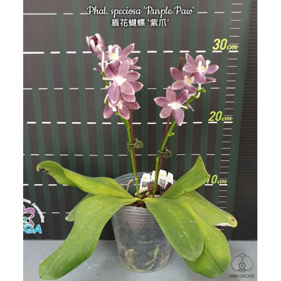 Phalaenopsis Speciosa Purple Paw - AD