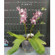 Phalaenopsis Speciosa Purple Paw - AD