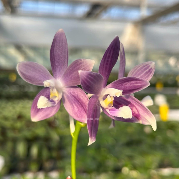 Phalaenopsis Speciosa Purple Paw - AD