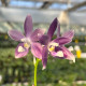 Phalaenopsis Speciosa Purple Paw - AD