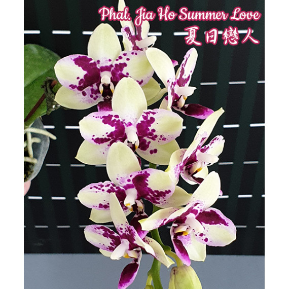Phalaenopsis Jiaho Summer Love (AD)