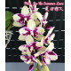 Phalaenopsis Jiaho Summer Love (AD)