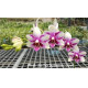 Phalaenopsis Jiaho Summer Love (AD)